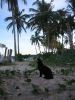 Praia dos Coqueiros - Trancoso